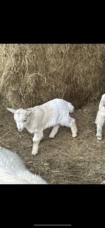 Image 2 of Friendly Pygmy goat kids ready soon