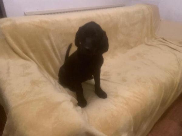 Image 25 of Quality KC Registered Health Tested Parents Labrador Puppies