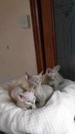 Image 13 of Pure breed, FIFE, DEVON REX Kittens