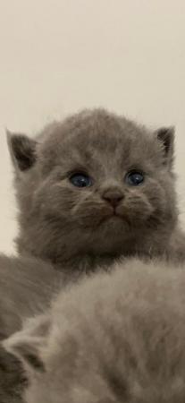Image 3 of Pedigree British Blue kittens