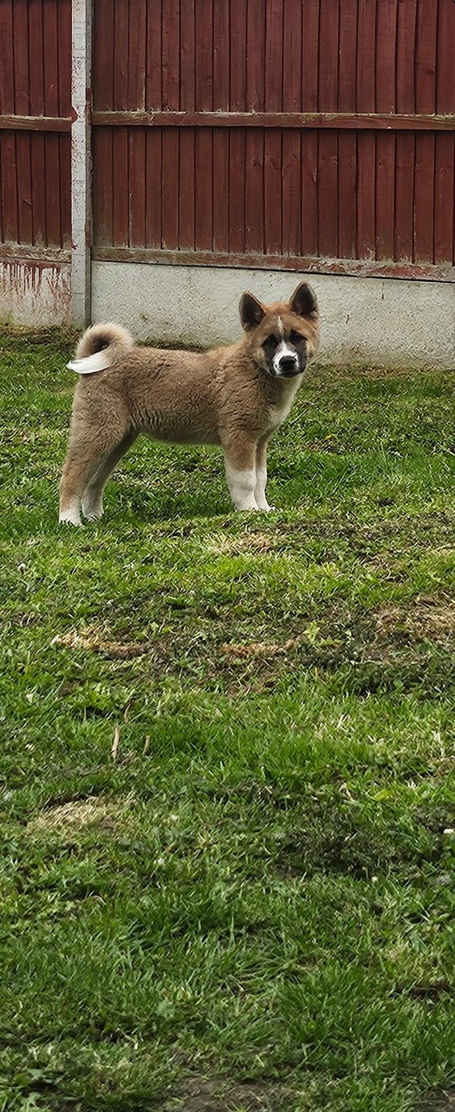 Preview of the first image of 1 male American inu akita puppy left for sale.