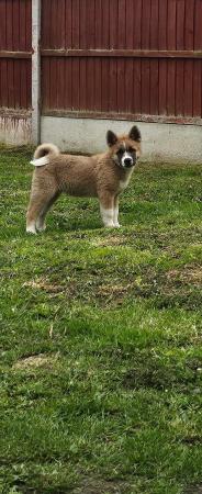 Image 1 of 1 male American inu akita puppy left for sale