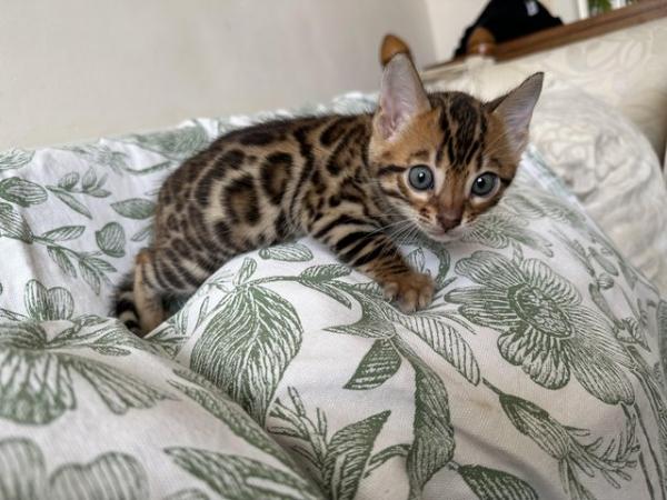 Image 15 of 5 generation TICA registered bengal kittens for sale.
