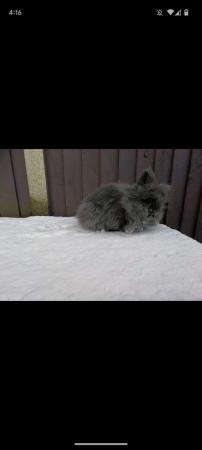 Image 4 of Lionhead rabbits for sale Mixed
