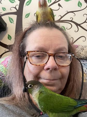 Image 6 of Two friendly conure male and female for sale