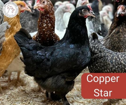 Image 1 of Copper Star Hybrid for Sale - Darker brown egg layers