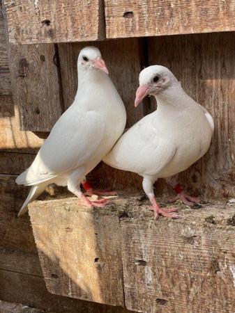 Image 13 of PURE WHITE LOGAN PIGEON FOR SALE