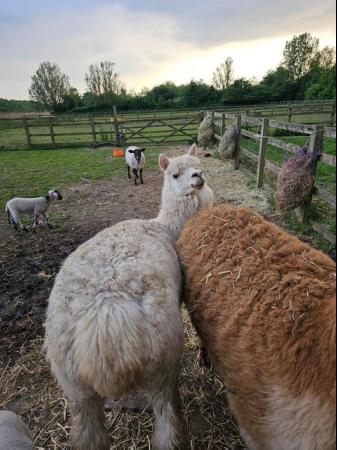 Image 8 of Two Friendly Alpacas for sale!