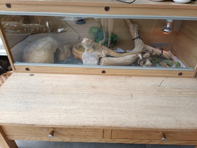 Preview of the first image of Bearded dragon for sale with set up.