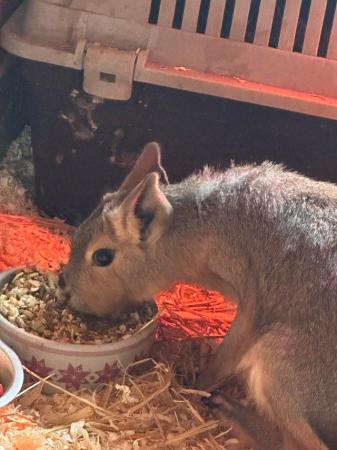 Image 1 of Patagonian Mara 2 males for sale