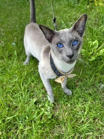 Image 6 of GCCF registered Siamese kittens ready now at 14 weeks of age