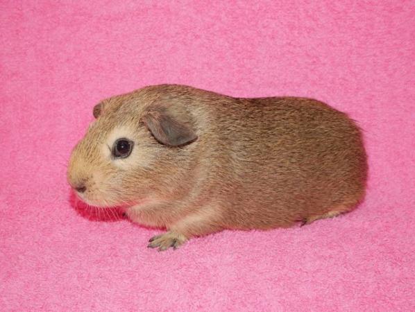 Image 2 of Baby Boar guinea pigs for sale