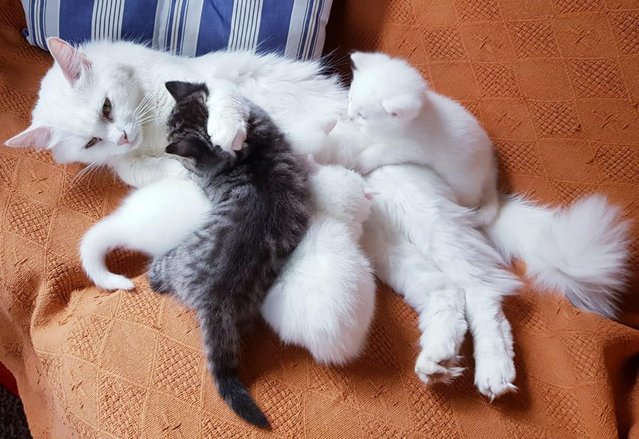 Image 8 of 2 adorable kittens half Turkish Angora