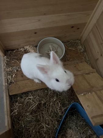Image 5 of White and grey lion head bunny for sale