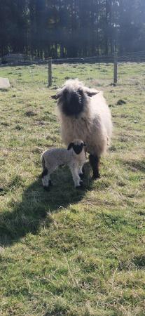Image 3 of Pedigree Valais Blacknose Ewe & Lamb