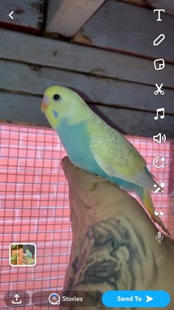 Image 2 of Baby budgies lovely colours and quite tame already
