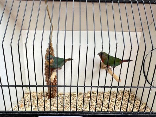 Image 6 of Parrot Finch pair 2024 bred