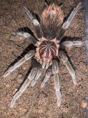 Image 4 of Xenesthis sp Bright tarantula for sale