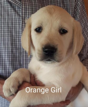 Image 1 of Goldador Puppies For Sale