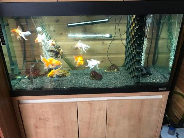 Image 3 of Any UNWANTED cold or tropical fish, shrimp, newt, equipment