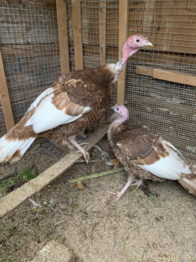 Preview of the first image of Bourbon red Turkeys 9 months old.