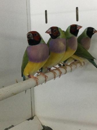 Image 3 of 2022 Gouldian Finches. £99pr!!!!