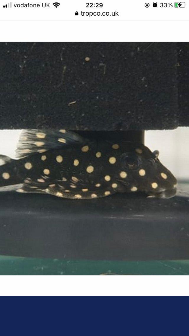 Preview of the first image of L471 Dwarf Snowball Pleco. VERY HARD TO FIND..