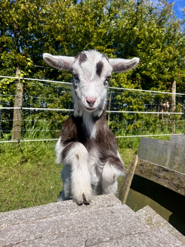 Preview of the first image of Registered Female Dwarf Dairy Goat Kid like Nigerian Dwarf.
