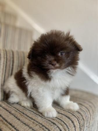 Image 22 of Ready Now Beautiful Pom shih pups 1 female 1 male