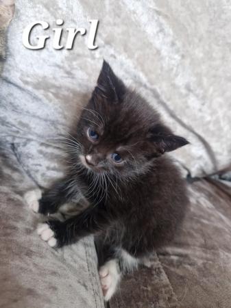 Image 3 of Tuxedo Kittens for sale