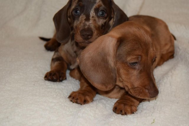 Image 15 of MINIATURE SMOOTH DACHSHUND PUPPIES