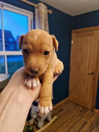 Image 5 of Lakeland Terrier Puppies For Sale
