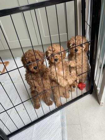 Image 1 of Red Toy poodle puppies reduced price as last one