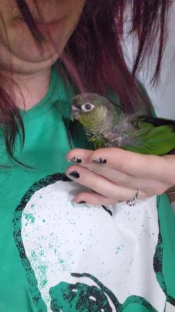 Image 1 of Sweet little baby green cheek conure 9 Weeks not ready yet!