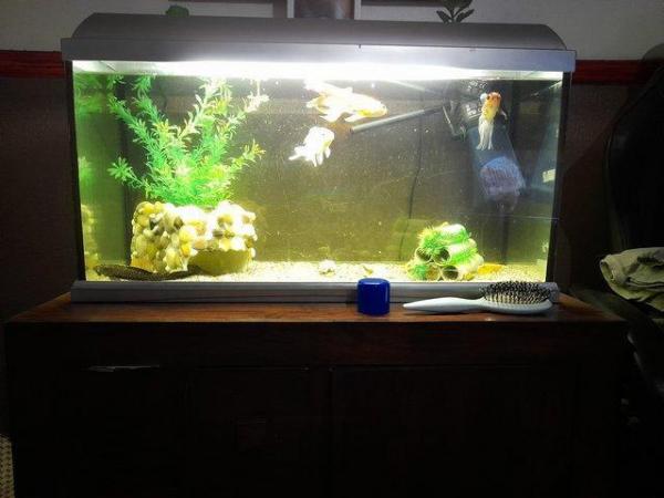 Image 1 of Fishtank/stand comes with 1 golden loach and accessories