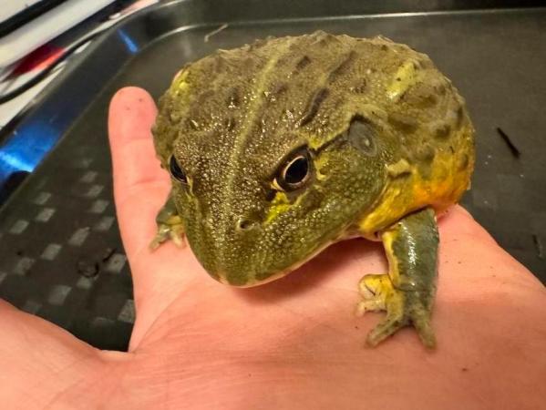 Image 2 of Giant African Bull Frog juvenile SALE