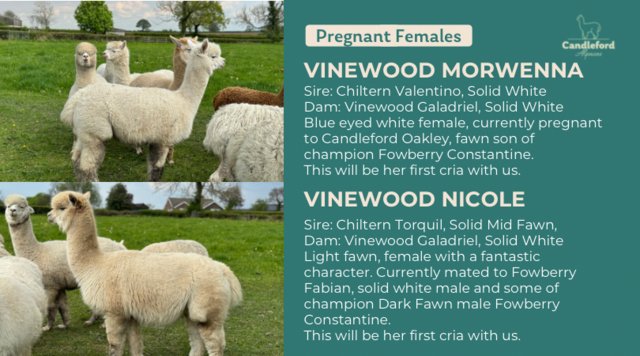 Image 4 of Female alpacas - pregnant and pets