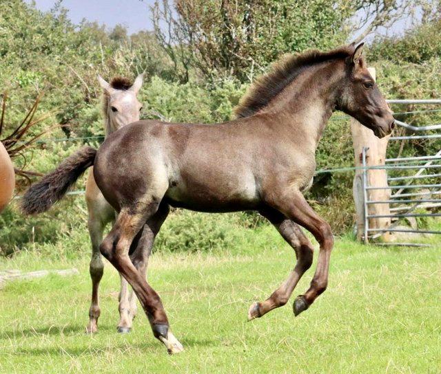 Preview of the first image of PRE x Friesian Greying Filly.