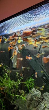 Image 5 of Lots Of Stunning Male Guppies for Sale