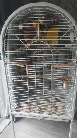 Image 5 of CONURE FOR SALE 200 nearest offer