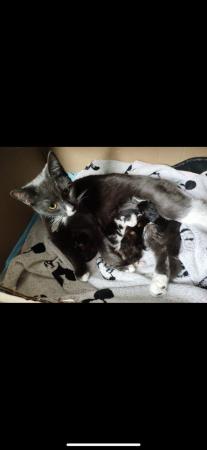 Image 12 of Beautiful kittens for sale
