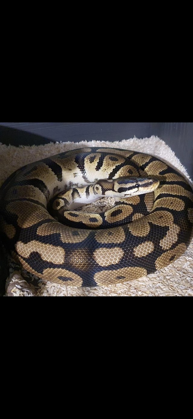 3 snakes for sale with complete vivarium — photo 3 of 4