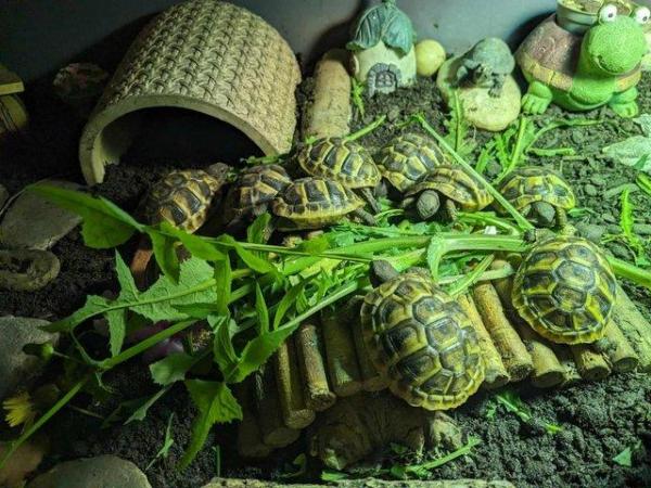 Image 4 of Hermann tortoise hatchlings for sale