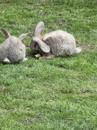 Image 8 of 4 beautiful continental giant rabbits