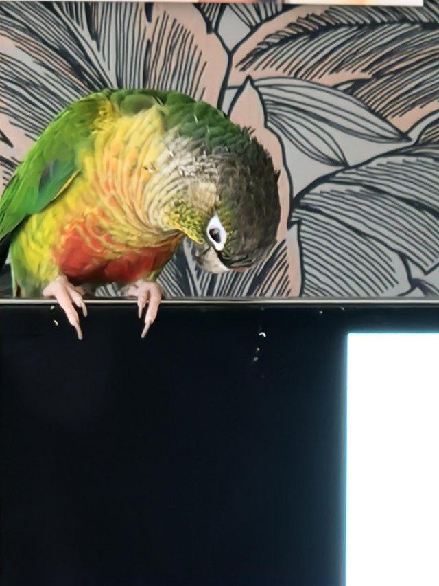 Preview of the first image of Female conure parrot very tame.