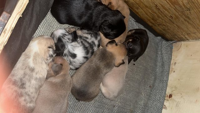 Image 7 of Beautiful French bulldog puppies ready to leave