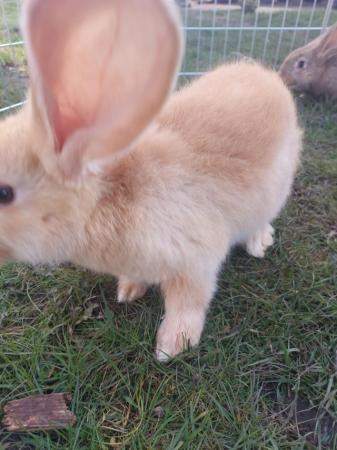 Image 1 of Yellow Continental Giant Rabbit