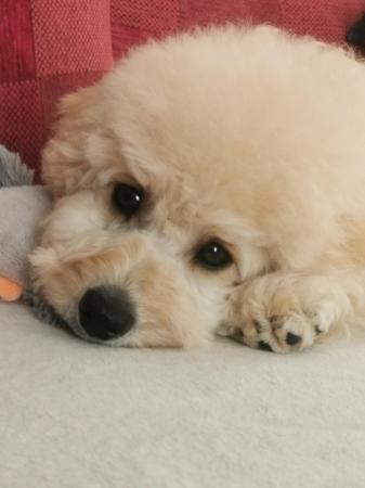Image 8 of Gorgeous Cavapoo Boy from 5* Licensed Breeder