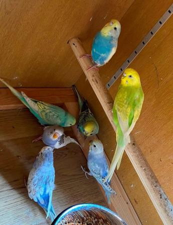 Image 4 of Quality budgies in excellent condition ready for sale now