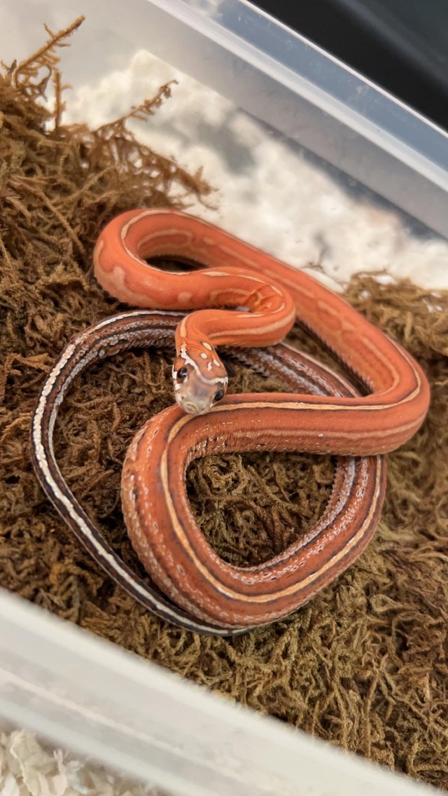 Preview of the first image of Scaleless tessera corn snake..